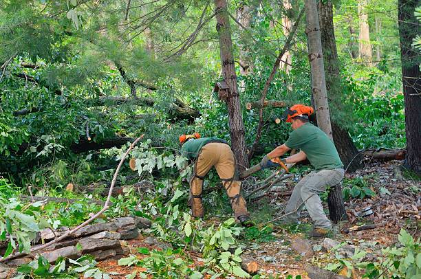 Best Tree Care Services  in New Castle, DE